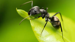 antjock